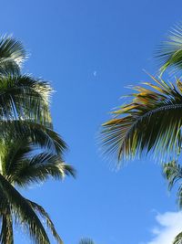 Low angle view of palm trees against blue sky