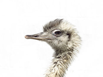 Close-up of a bird