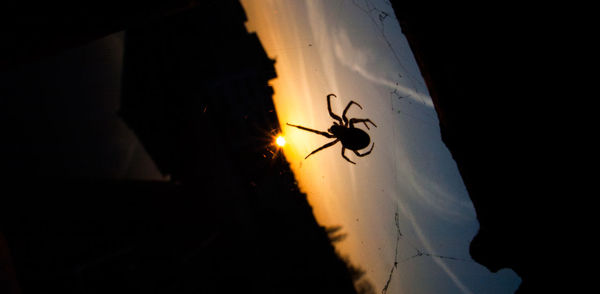 Silhouette of insect at night