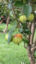 Close-up of fruit growing on tree