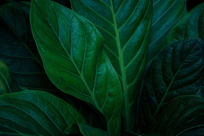 Close-up of green leaves