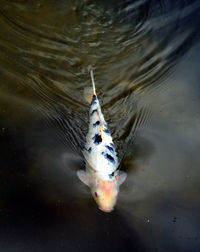 High angle view of fish swimming in lake