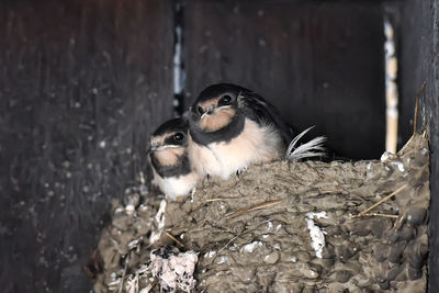 View of two ducks