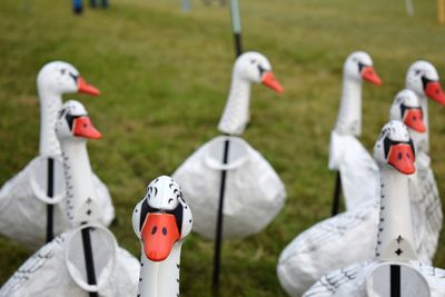 Close-up of birds on field