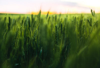 Close-up of wheat crops on field against sky