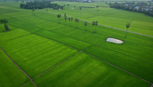 High angle view of agricultural field