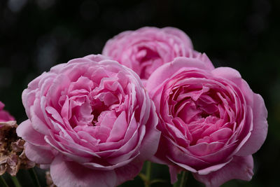 Close-up of pink roses