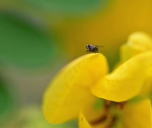 Close-up of insect on yellow flower