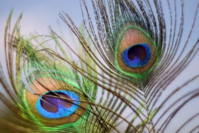 Close-up of peacock