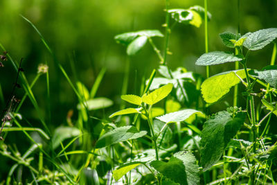 Close-up of flowering plants on land