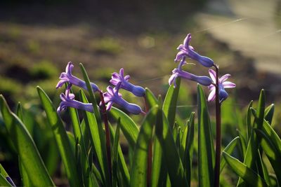 Close-up of purple flowering plant on field