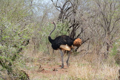 Ostrich in a forest