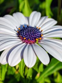 Close-up of fresh purple flower