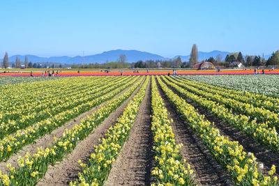 Scenic view of agricultural field against clear sky
