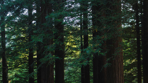 Low angle view of pine trees in forest