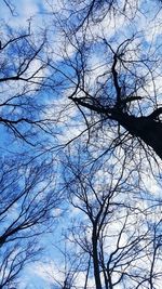 Low angle view of bare trees against sky