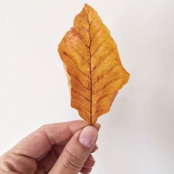 Cropped image of hand holding leaf over white background