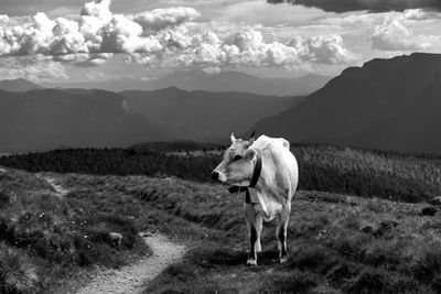 Horse on field against mountains