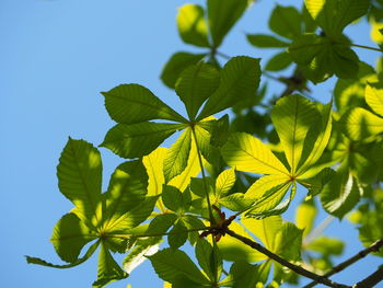 Close-up of yellow leaves against blue sky