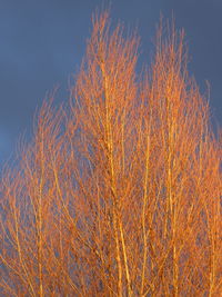 Low angle view of trees against orange sky