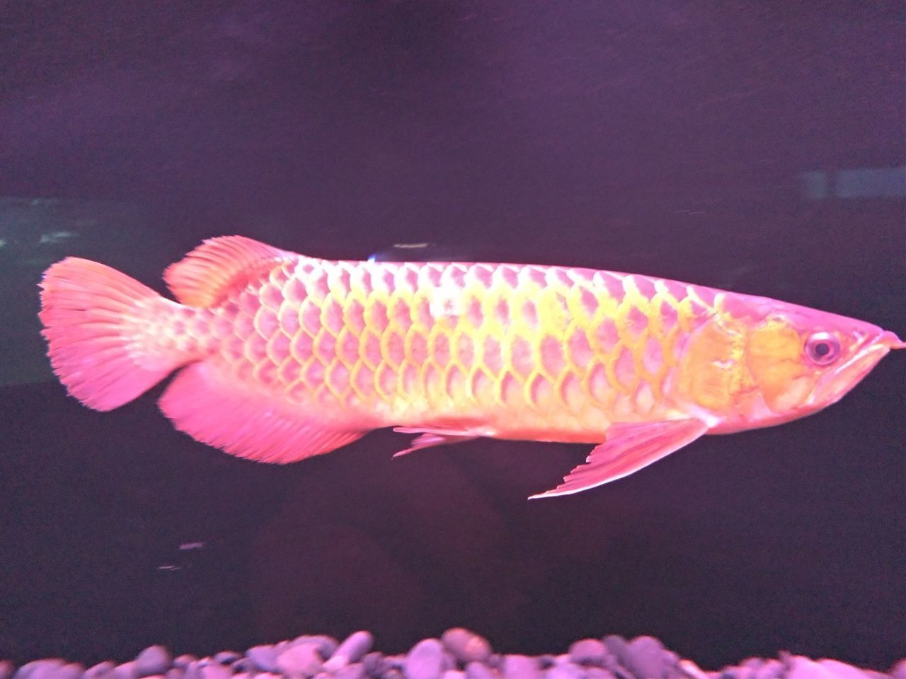 CLOSE-UP OF FISH UNDERWATER