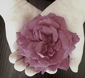 Close-up of pink rose