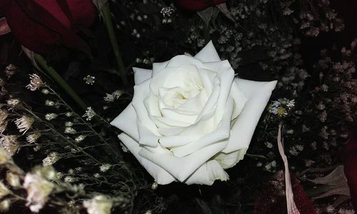 Close-up of white rose blooming outdoors