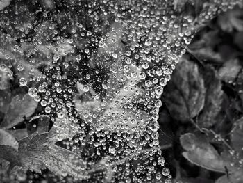 Close-up of raindrops on leaves during rainy season