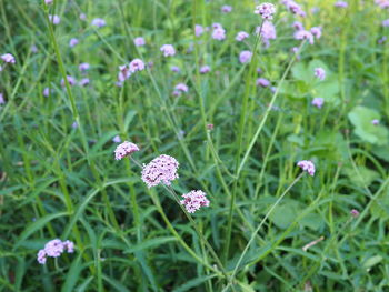 Close-up of purple flowering plants on field