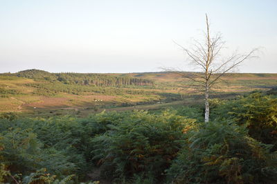 Scenic view of field against clear sky