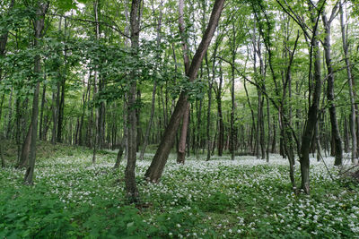 Trees in forest