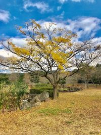 Bare tree on field against sky