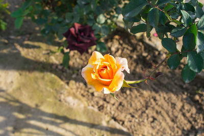 Close-up of rose plant