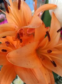 Close-up of day lily blooming outdoors