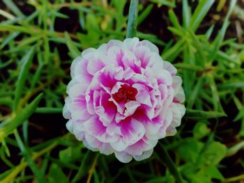 Close-up of pink rose flower