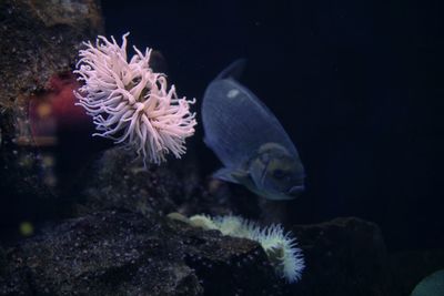 Fish swimming in sea