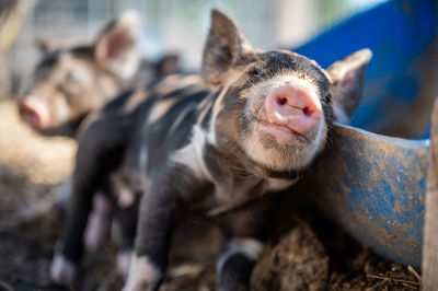 Brown, black and white piglets playing