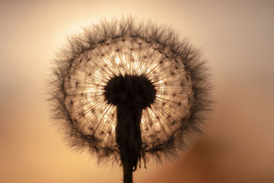 Close-up of dandelion against orange sky