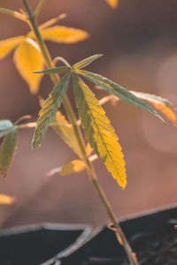 Close-up of plant leaves