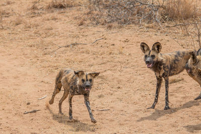 Portrait of dogs