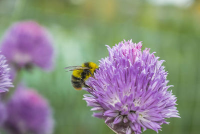 Bee pollinating on purple flower