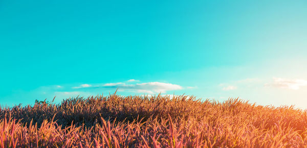 Plants growing on field against sky