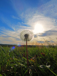 Close-up of flower on field against sky during sunset