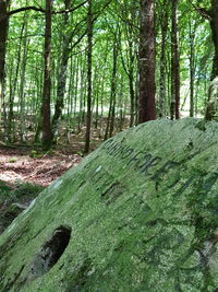 Trees growing in forest