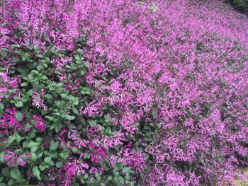 Full frame shot of fresh purple flowers blooming in garden