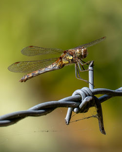 dragonflies and damseflies