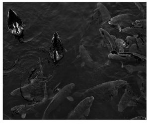 High angle view of duck swimming in lake