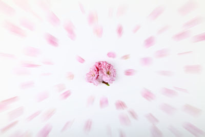 Full frame shot of pink flower