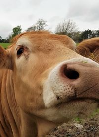 Close-up portrait of cow on field against sky