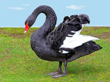 Black swan on field
